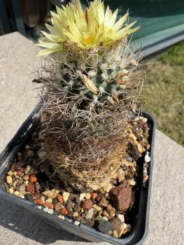 Preview: Turbinicarpus pseudomacrochele